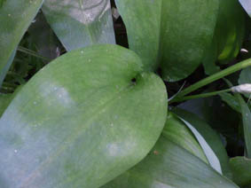 Allium ursinum